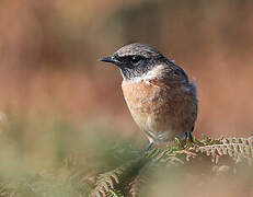 European Stonechat