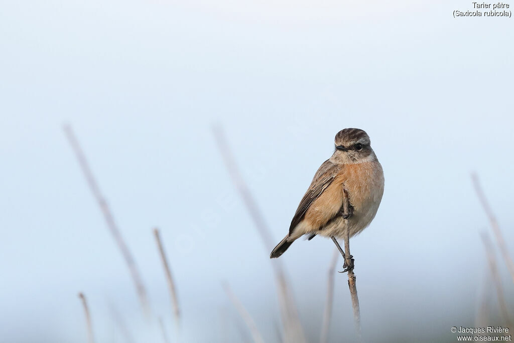 European Stonechat female adult post breeding, identification