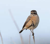 European Stonechat