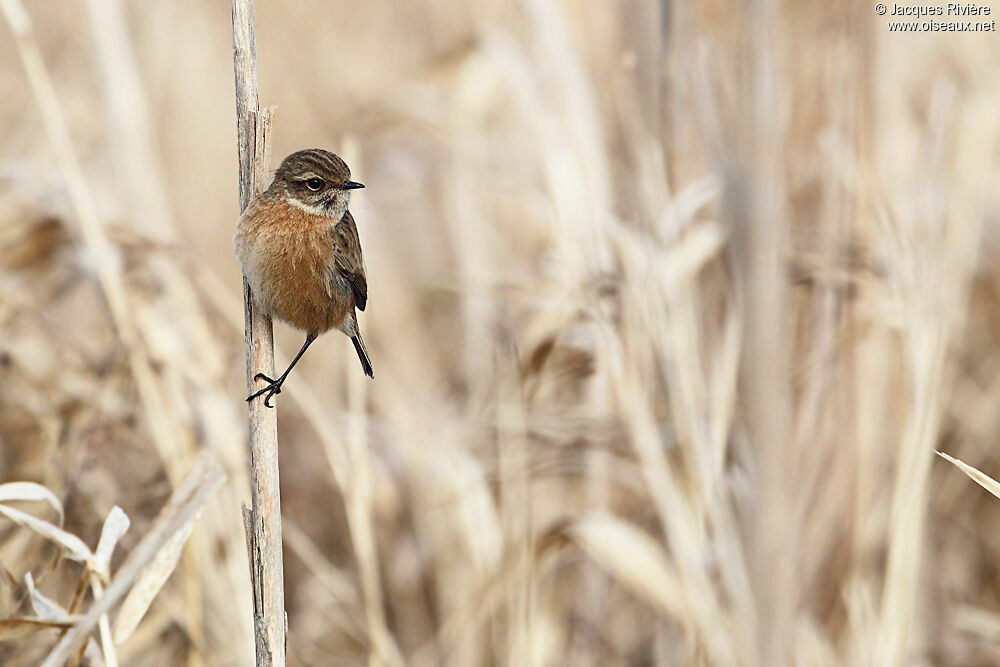 European Stonechat female adult post breeding