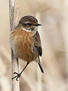 European Stonechat