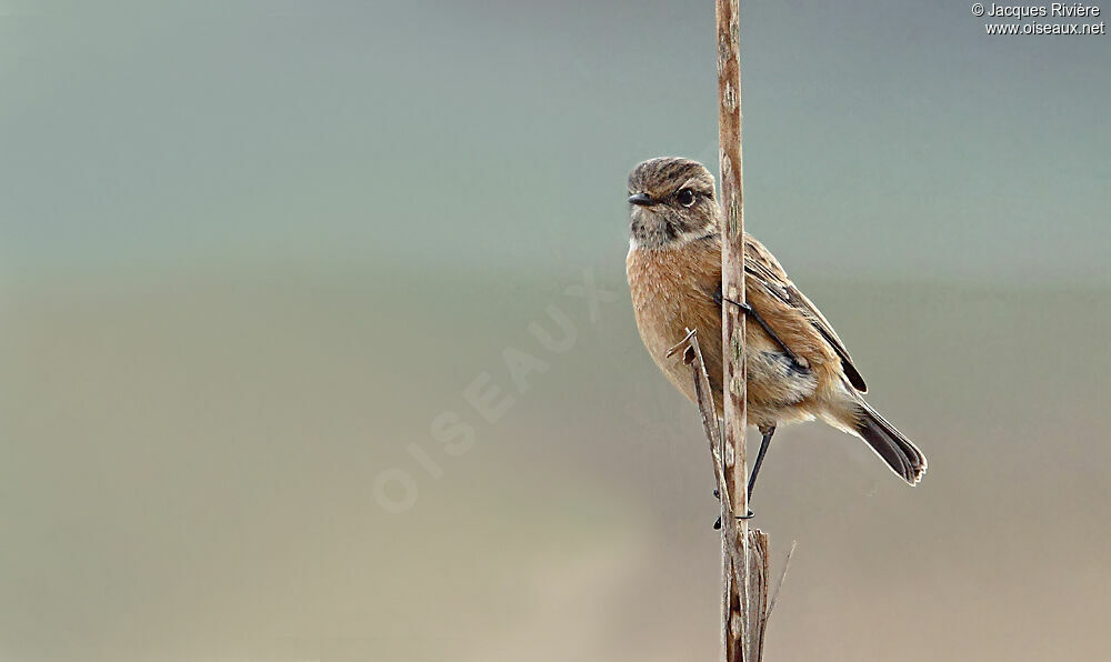 European Stonechat female adult post breeding