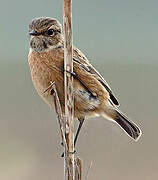 European Stonechat