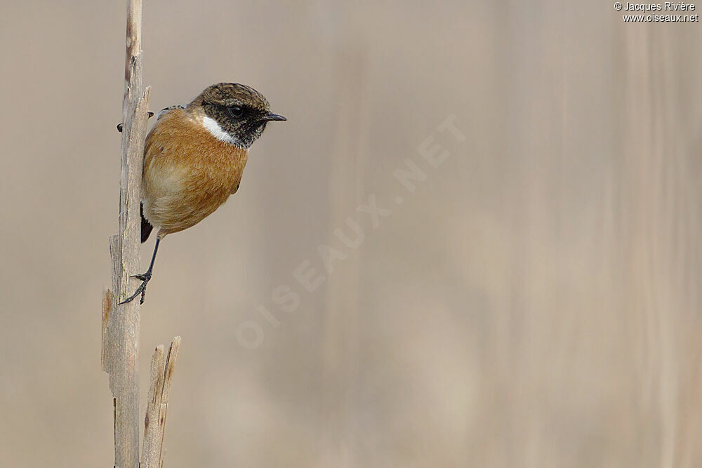 European Stonechat male adult post breeding