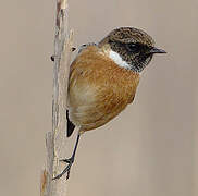 European Stonechat