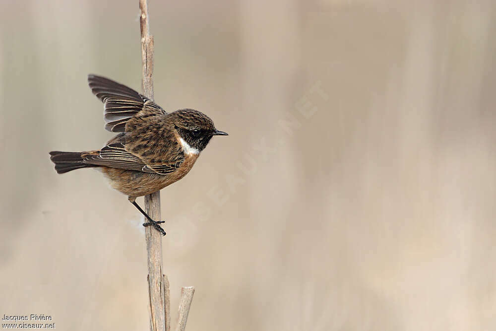 European Stonechat male Second year, identification, Behaviour