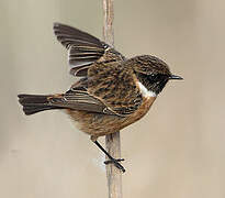 European Stonechat