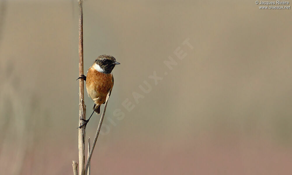 European Stonechat male adult post breeding