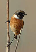 European Stonechat