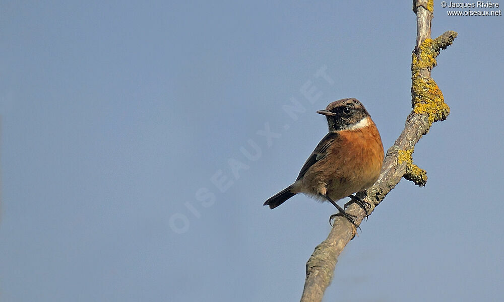 European Stonechat male adult post breeding