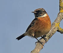 European Stonechat