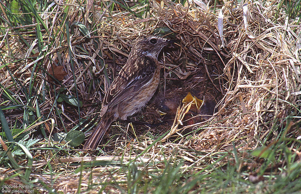 European Stonechat, Reproduction-nesting