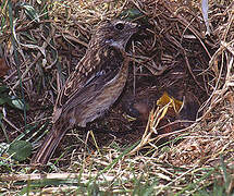 European Stonechat