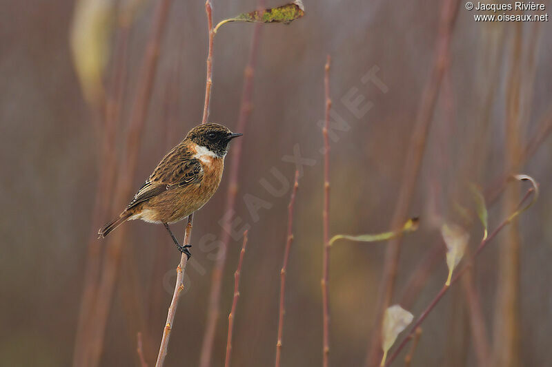 European Stonechatadult post breeding