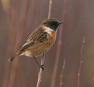 European Stonechat