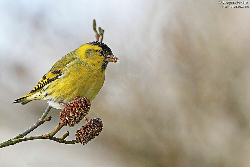 Eurasian Siskin male adult