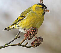 Eurasian Siskin