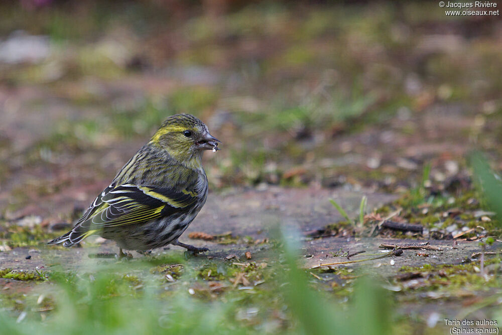 Tarin des aulnes femelle adulte, identification, mange