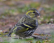 Eurasian Siskin