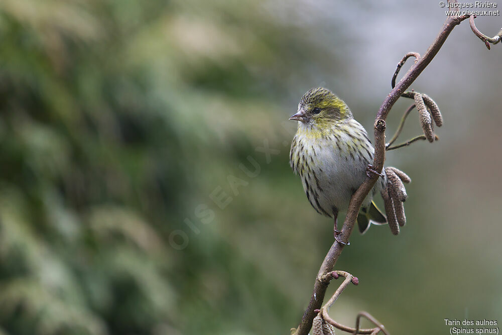 Eurasian Siskin female adult, identification