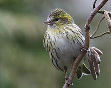 Eurasian Siskin