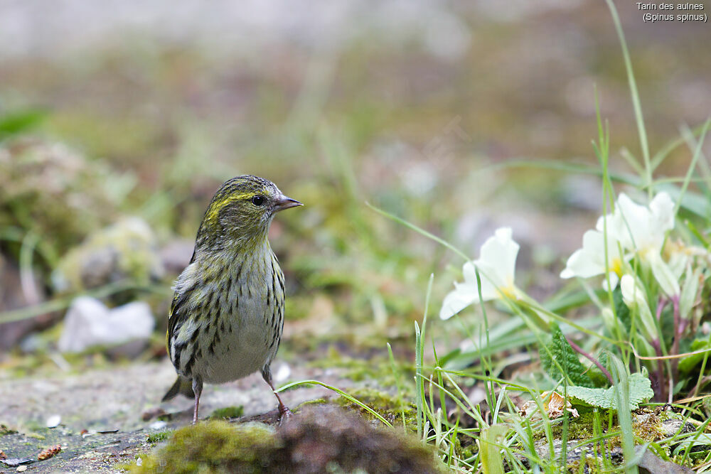 Eurasian Siskin female, identification