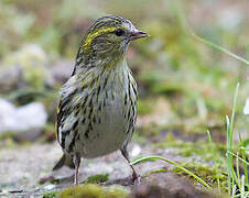 Eurasian Siskin