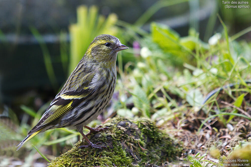 Tarin des aulnes femelle adulte, identification