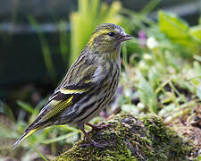 Eurasian Siskin