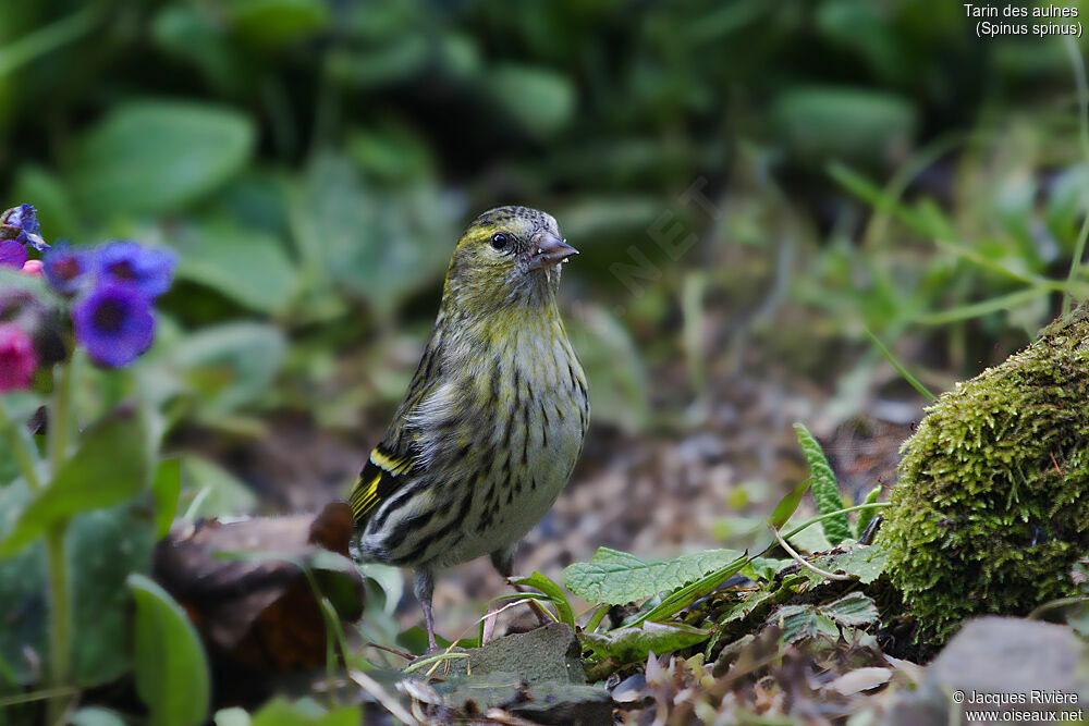 Eurasian Siskin female adult, eats