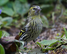 Eurasian Siskin