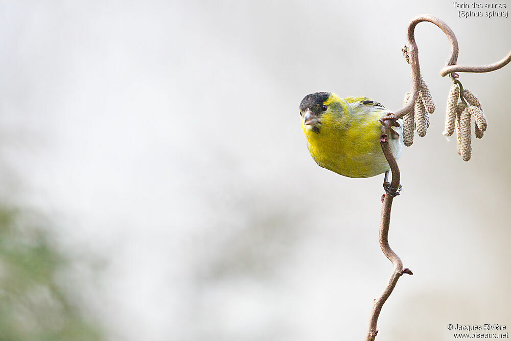 Eurasian Siskin male adult, identification