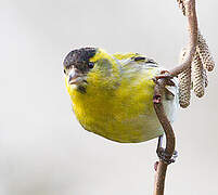 Eurasian Siskin