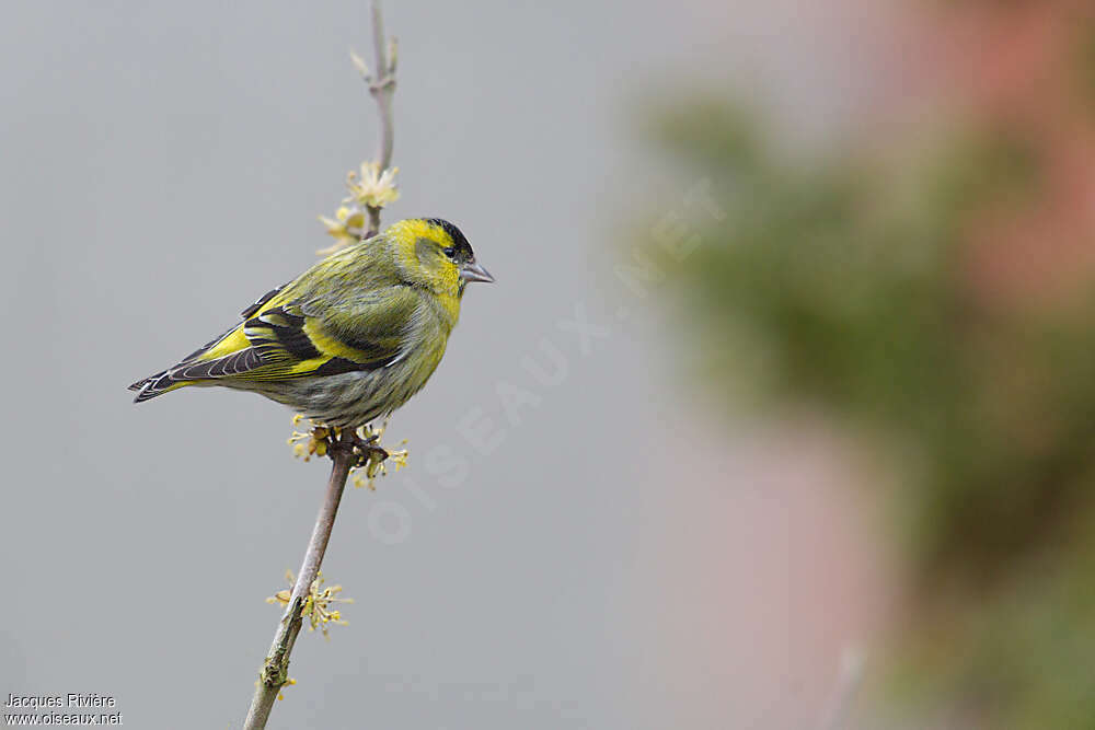 Eurasian Siskin male adult breeding, identification