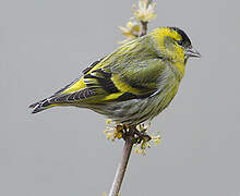 Eurasian Siskin