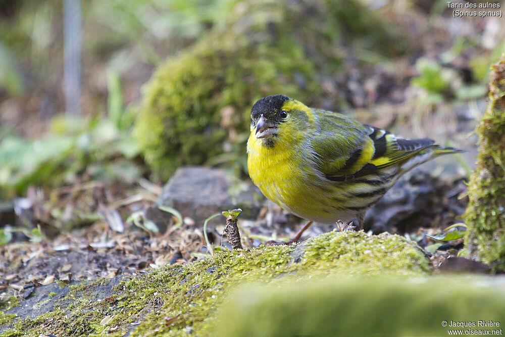 Eurasian Siskin male adult, identification, eats