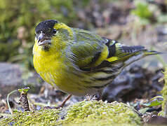 Eurasian Siskin