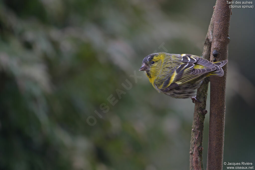 Eurasian Siskin male adult, identification