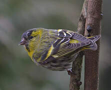 Eurasian Siskin