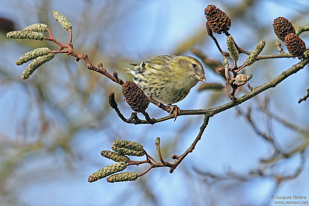 Eurasian Siskin female adult post breeding