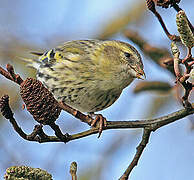 Eurasian Siskin