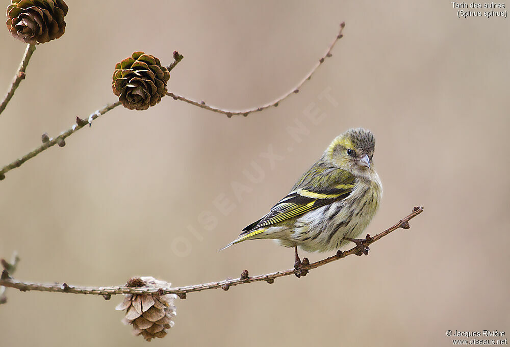 Tarin des aulnes femelle adulte, identification