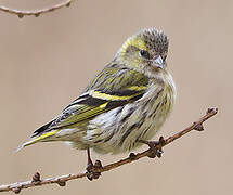 Eurasian Siskin