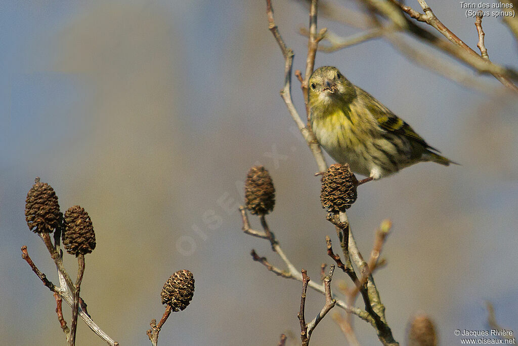 Eurasian Siskin female adult breeding, identification, eats