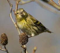 Eurasian Siskin