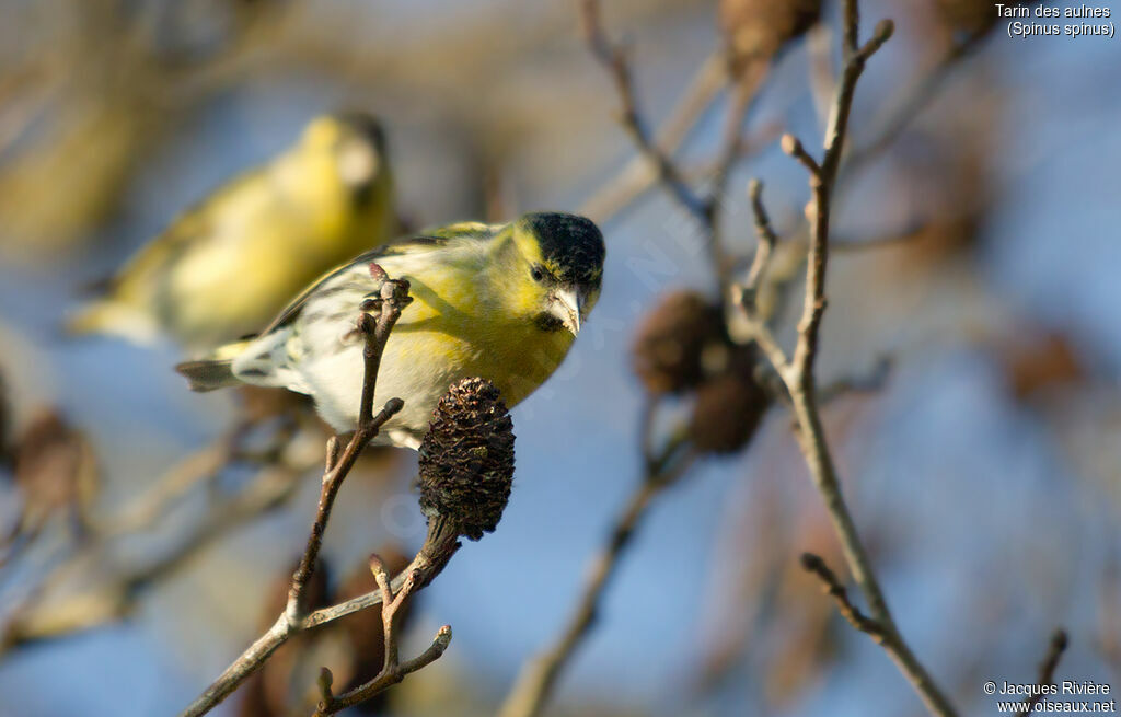 Eurasian Siskin male adult breeding, identification, eats