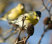 Eurasian Siskin