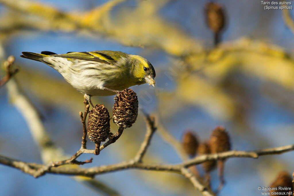 Eurasian Siskin male adult breeding, identification, eats