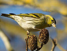 Eurasian Siskin