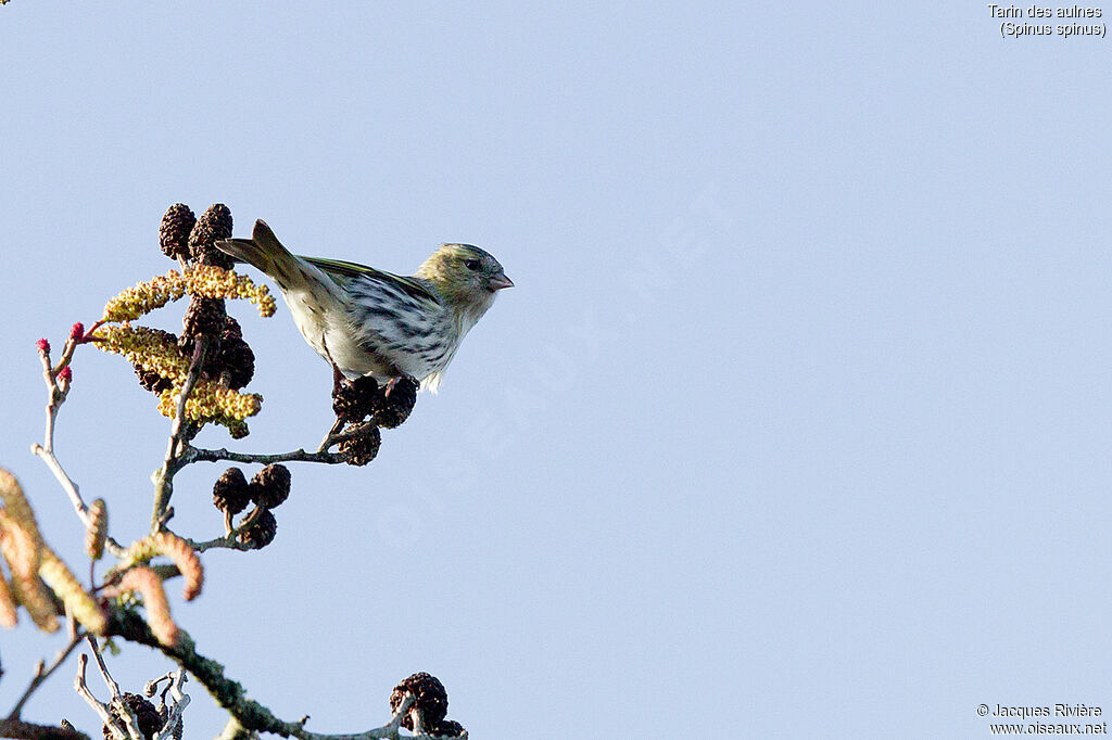 Eurasian Siskin female adult breeding, identification